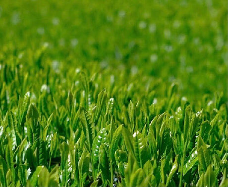 Kiyosawa Tea Gardens: Shizuoka Spring Asamushi Sencha by Konagai Chizuko - yunomi-jp.pro