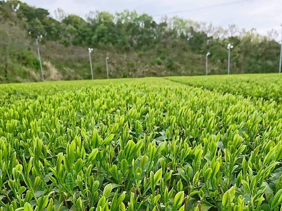 Kuma Tea Garden: 2022 Saemidori Imperial Mountain-Grown Yame Sencha 奥八女上陽茶さえみどり - yunomi-jp.pro
