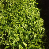 Kuma Tea Garden: Yamecha Mountain-Grown First Flush Benihikari Black Tea - yunomi-jp.pro
