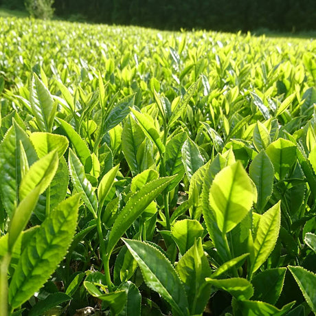 Kuma Tea Garden: Yamecha Mountain-Grown First Flush Benihikari Black Tea - yunomi-jp.pro