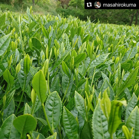 Kuma Tea Garden: Yamecha Mountain-Grown First Flush Spring Benifuuki Black Tea. - yunomi-jp.pro