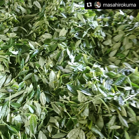 Kuma Tea Garden: Yamecha Mountain-Grown First Flush Spring Benifuuki Black Tea. - yunomi-jp.pro
