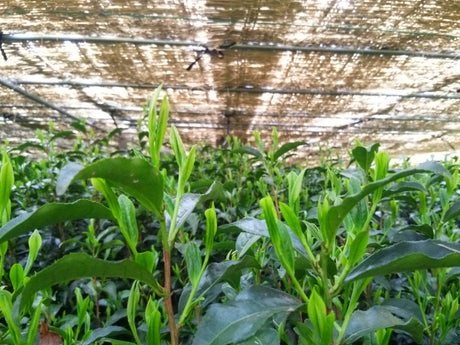 Kuma Tea Garden: Yamecha Saemidori Heritage Grade Gyokuro Tenkaichi - 71st All Japan Tea Competition Grand Prize Winning Garden - yunomi-jp.pro