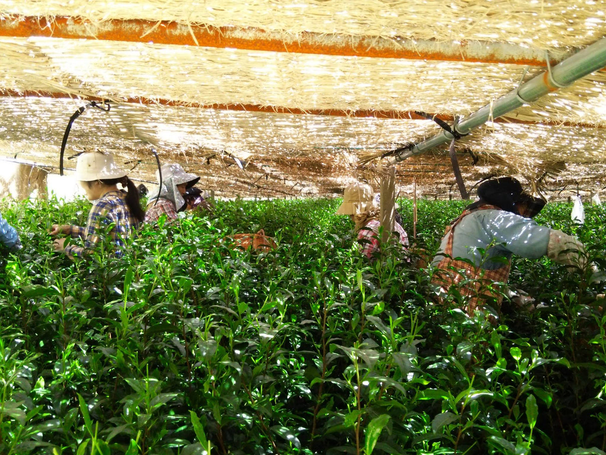 Kuma Tea Garden: Yamecha Saemidori Heritage Grade Gyokuro Tenkaichi - 71st All Japan Tea Competition Grand Prize Winning Garden - yunomi-jp.pro