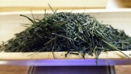 Kuma Tea Garden: Yamecha Saemidori Heritage Grade Gyokuro Tenkaichi - 71st All Japan Tea Competition Grand Prize Winning Garden - yunomi-jp.pro