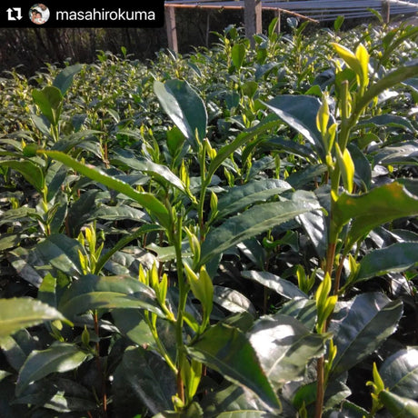 Kuma Tea Garden: Yamecha Saemidori Heritage Grade Gyokuro Tenkaichi - 71st All Japan Tea Competition Grand Prize Winning Garden - yunomi-jp.pro