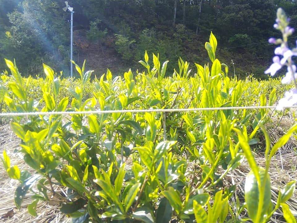 Kuma Tea Gardens: Mountain-Grown Yame Sencha, Single Cultivar Kirari 31 - yunomi-jp.pro