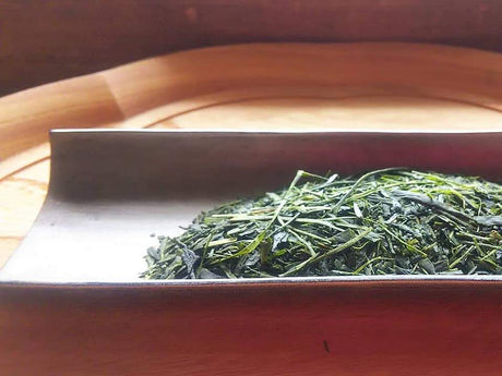 Kuma Tea Gardens: Mountain-Grown Yame Sencha, Single Cultivar Kirari 31 - yunomi-jp.pro
