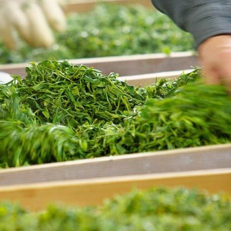 Kunitomo: Riguricha Choshunka - The Ancient Rose - Handpicked Kamairicha 2014 / 2018 / 2019 / 2020 - yunomi-jp.pro