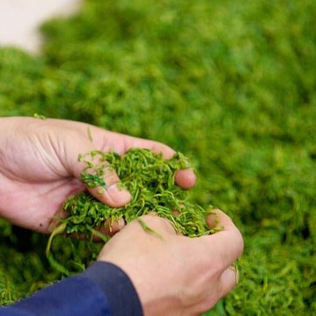 Kunitomo: Riguricha Choshunka - The Ancient Rose - Handpicked Kamairicha 2014 / 2018 / 2019 / 2020 - yunomi-jp.pro