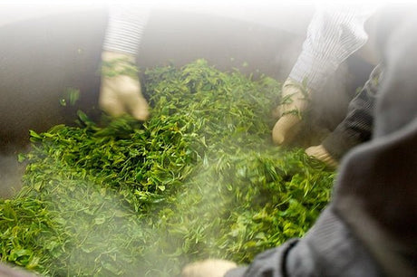 Kunitomo: Riguricha Ryu - The Mountain Dragon - Handpicked, Wild Kamairicha りぐり茶 龍 - yunomi-jp.pro