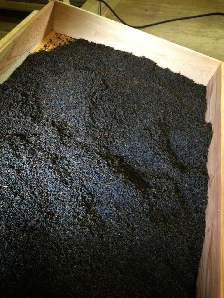 Kurihara Tea #18: Oku Yame Black Tea Benifuuki べにふく - yunomi-jp.pro