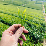Kurihara Tea #22: Hachijyuhachiya Shincha - May 1st, 2022, Harvested Sencha 八十八夜新茶 - yunomi-jp.pro