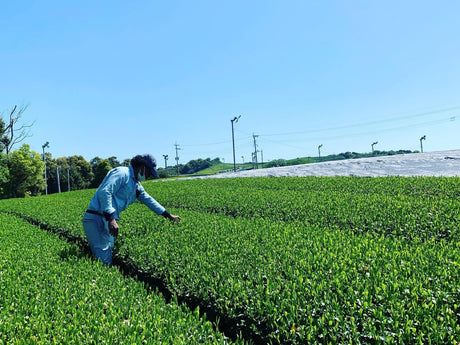 Kurihara Tea #25: 2022 Single Cultivar Yame Sencha - Kirari 31 単一品種八女煎茶きらり31 - yunomi-jp.pro