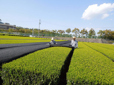Marushige Shimizu Tea Farm: Kabusecha Shaded Green Tea, Tsuyuhikari つゆひかり - yunomi-jp.pro