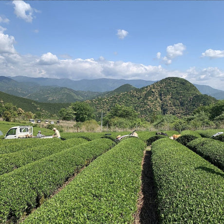 Mitocha NR002: Sun-dried Kamairicha (Dark Roast) 天日干し釜炒り茶(重焙煎) - yunomi-jp.pro