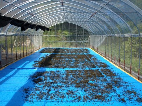 Mitocha NR002: Sun-dried Kamairicha (Dark Roast) 天日干し釜炒り茶(重焙煎) - yunomi-jp.pro