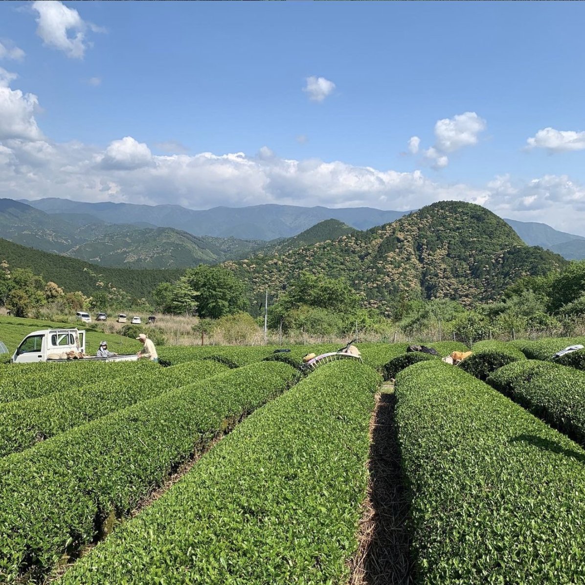 Mitocha NR003: 2018 Aged, Sun-dried Kamairicha Namacha 天日干し釜炒り生茶 - yunomi-jp.pro