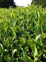 Mitocha NR005: Aged, Sun-dried Kamairicha Bancha 天日干し釜炒りばん茶 - yunomi-jp.pro