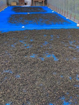 Mitocha NR005: Aged, Sun-dried Kamairicha Bancha 天日干し釜炒りばん茶 - yunomi-jp.pro