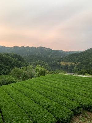 Mitocha NR005: Aged, Sun-dried Kamairicha Bancha 天日干し釜炒りばん茶 - yunomi-jp.pro