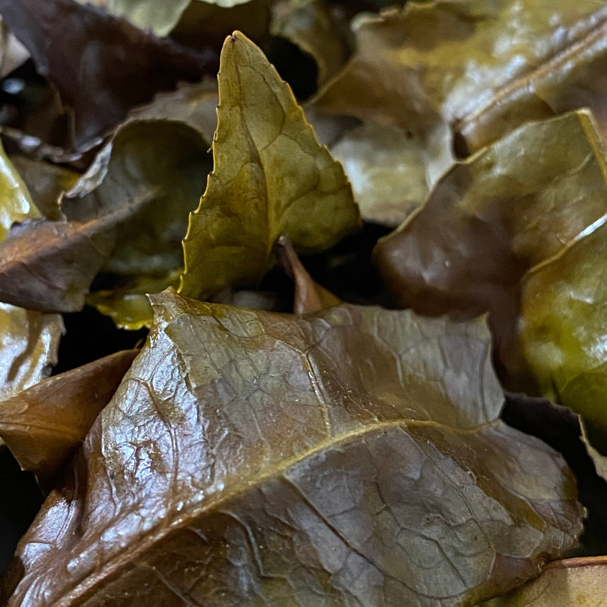 Mitocha NR006: Makibi Kancha Firewood Winter Green Tea (Aged) 薪火寒茶 - yunomi-jp.pro