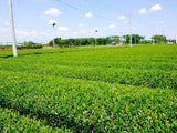 Morita Tea Garden #04: 2022 Sayama Karigane (Premium Stem Tea) 雁が音 - yunomi-jp.pro
