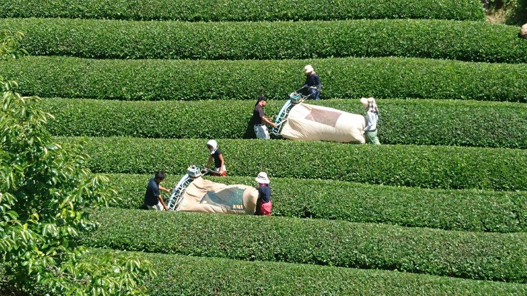 Nakai Tea Farm: Premium Yabukita Sencha from Wazuka Kyoto. Grown Without Pesticides - yunomi-jp.pro