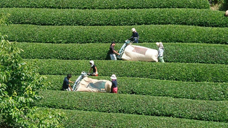 Nakai Tea Farm: Premium Yabukita Sencha from Wazuka Kyoto. Grown Without Pesticides - yunomi-jp.pro