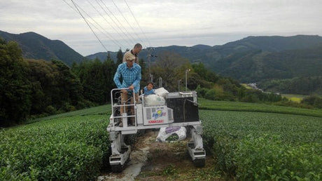 NaturaliTea #09: Superior Hojicha Roasted Green Tea (Spring Harvest) 上ほうじ茶 - yunomi-jp.pro