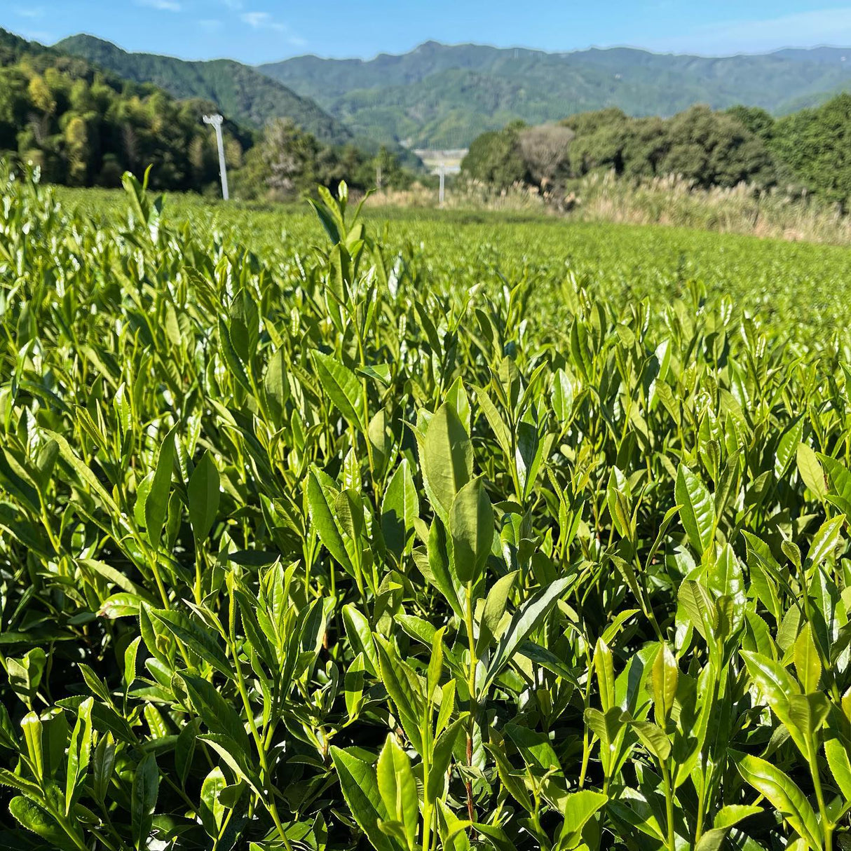 NaturaliTea #10: 2022 Kukicha Midori, Stem Tea - yunomi-jp.pro