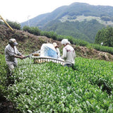 NaturaliTea #11: Autumn Bancha Green Tea - yunomi-jp.pro