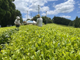 NaturaliTea: Genmaicha (Brown Rice Green Tea) with Matcha, Grown Pesticide Free 抹茶いり玄米茶 - yunomi-jp.pro