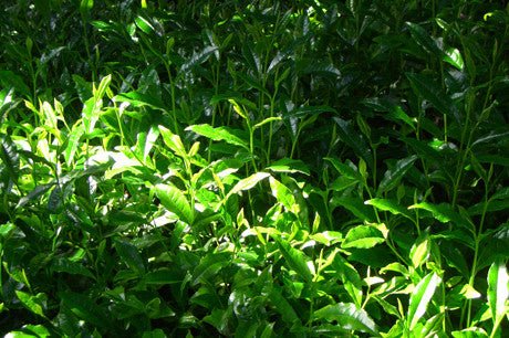 Nishide Premium Selection: Gyokuro Samidori by The Nishikawa Tea Farm 宇治田原西川茶園製玉露さみどり - yunomi-jp.pro