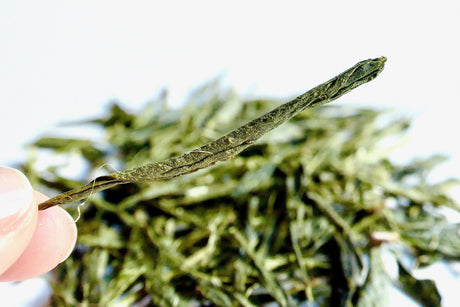 Obubu #08: Yanagi Bancha, Green Tea - yunomi-jp.pro