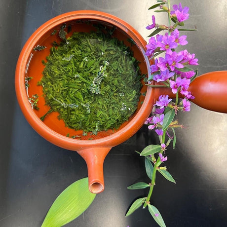 Shuchi Tea Garden: Fukamushicha Green Tea, Kirari 31 Single Cultivar, 2022 Nihoncha Awards Platinum Medal Winner, Refined by Osada Tea - yunomi-jp.pro