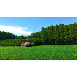 Sueyoshi Tea Atelier #001: 2022 "Furusato no Hana" Saemidori Fukamushi Kabusecha from Kagoshima 末吉銘茶 郷里の華 さえみどり - yunomi-jp.pro