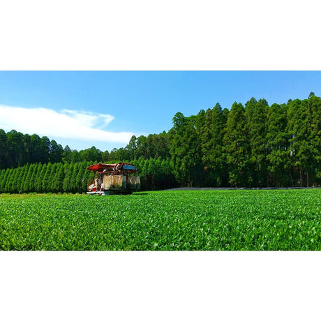 Sueyoshi Tea Atelier #001: 2022 "Furusato no Hana" Saemidori Fukamushi Kabusecha from Kagoshima 末吉銘茶 郷里の華 さえみどり - yunomi-jp.pro