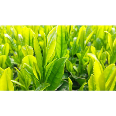 Sueyoshi Tea Atelier #001: 2022 "Furusato no Hana" Saemidori Fukamushi Kabusecha from Kagoshima 末吉銘茶 郷里の華 さえみどり - yunomi-jp.pro