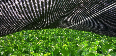 Sueyoshi Tea Atelier #004: 2022 Okumidori Kabusecha (Bocha) Deep Steamed Stem Tea from Kagoshima 末吉銘茶 郷里の華 奥みどり 棒茶 - yunomi-jp.pro