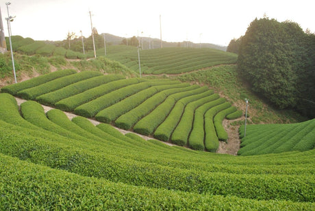 Uejima Tea Farm: Uji Matcha "Rei" 30g, (Samidori) Standard Ceremonial Grade 京都宇治和束茶　抹茶　玲 - yunomi-jp.pro