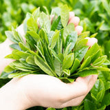 Wakoen Tea Farm: 2022 Kagoshima Fukamushicha - Kaori 和香園 深蒸し茶 薫 - yunomi-jp.pro