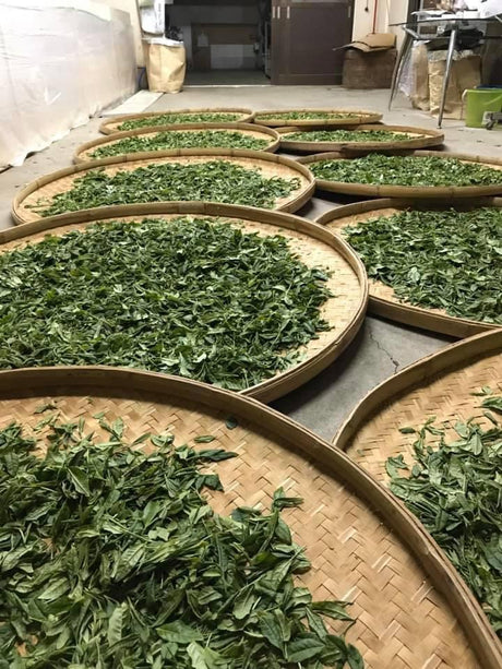 Withered Sencha Green Tea - #01 Yume Wakaba, Single Cultivar by Okutomi Tea Garden - yunomi-jp.pro