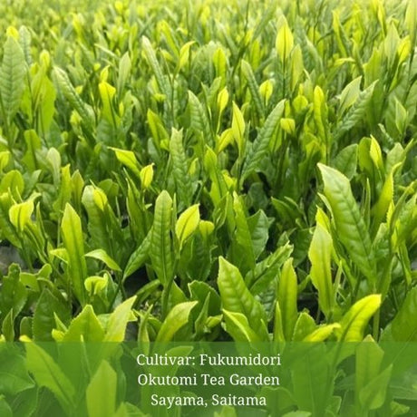 Withered Sencha Green Tea - #02 Fukumidori, Single Cultivar by Okutomi Tea Garden - yunomi-jp.pro