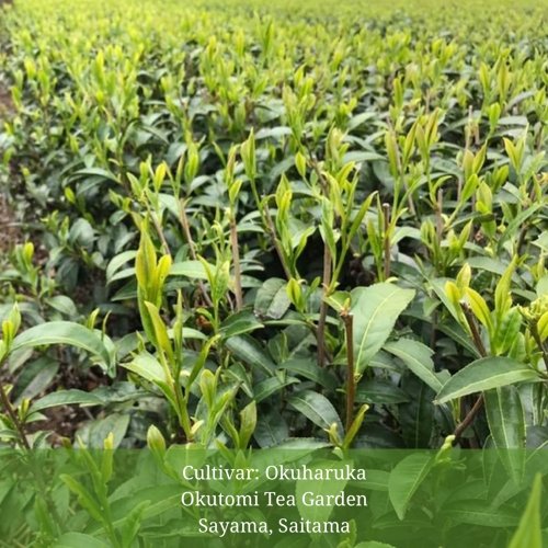 Withered Sencha Green Tea - #04 Okuharuka, Single Cultivar by Okutomi Tea Garden - yunomi-jp.pro