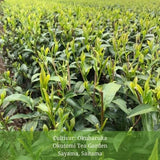 Withered Sencha Green Tea - #04 Okuharuka, Single Cultivar by Okutomi Tea Garden - yunomi-jp.pro