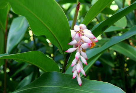 Yamane-en: Gettocha, Shell Ginger Leaves (Herbal, loose or tea bags) - yunomi-jp.pro