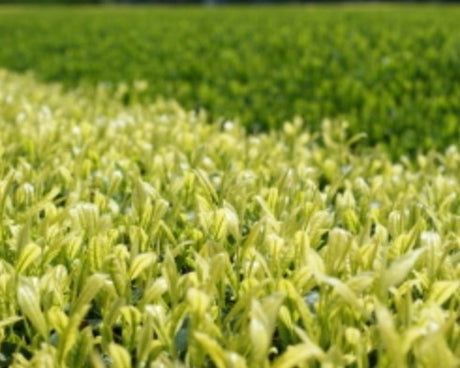 Yoshino Tea Garden: Horai Kincha Single Cultivar Sayama Golden Sencha Green Tea　蓬莱錦茶 - yunomi-jp.pro