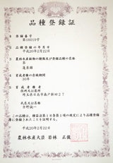 Yoshino Tea Garden: Horai Kincha Single Cultivar Sayama Golden Sencha Green Tea　蓬莱錦茶 - yunomi-jp.pro