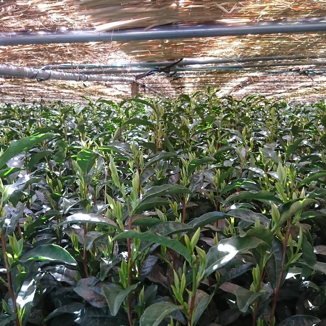 Yunomi Dojo Lesson 102: Shaded Teas - yunomi-jp.pro